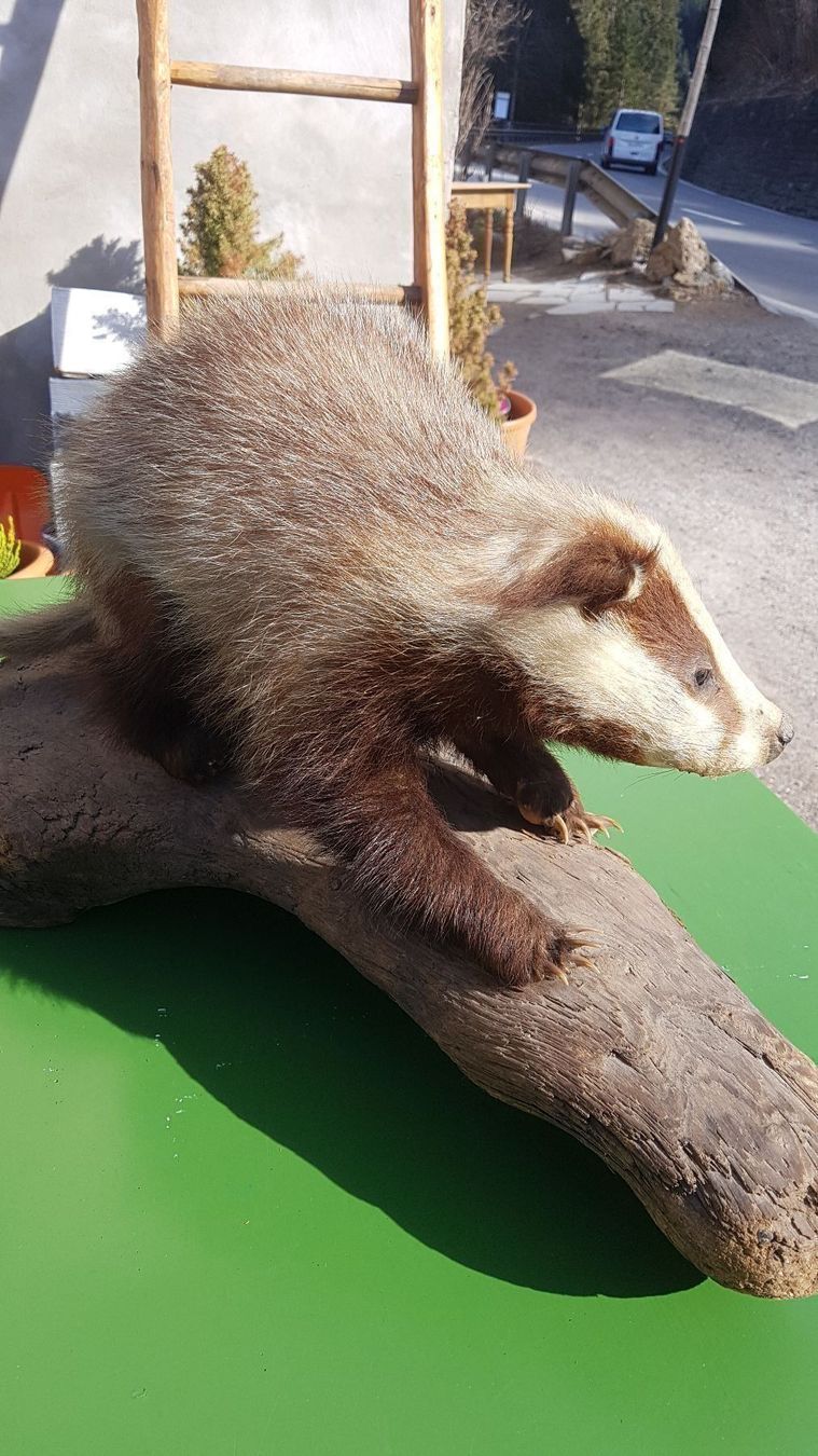 Il mondo degli animali: Dachs – Usato da Sils im Domleschg venduto da platin01 3