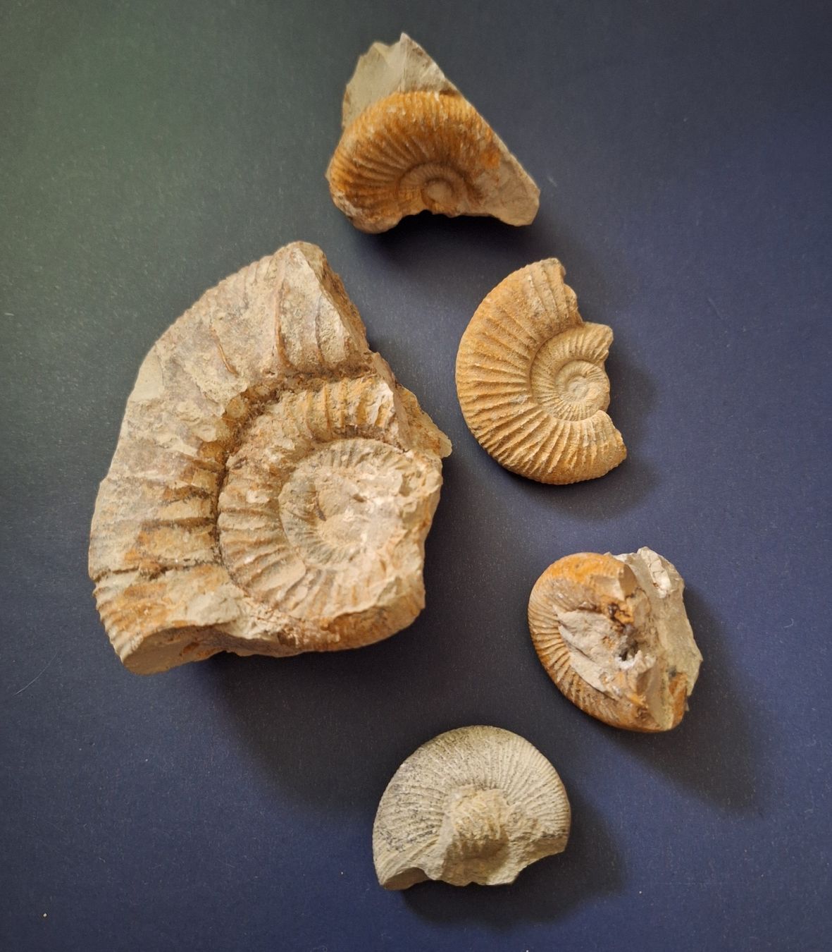 Fossili: Versand möglich. Selbstgefundene Versteinerungen – Usato da Winterthur venduto da Goldpipau 1