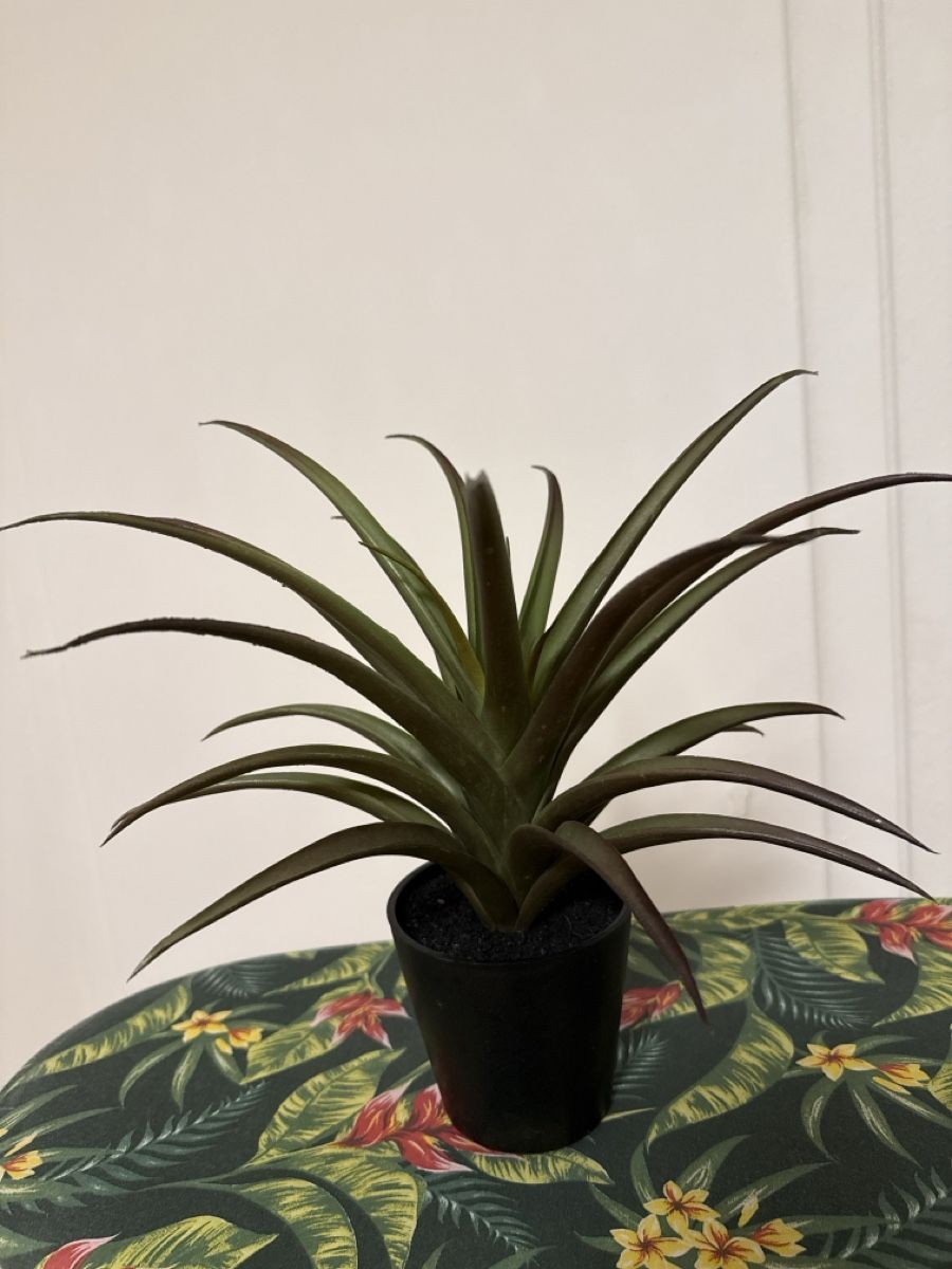 Plantes & graines: Kunstpflanze agave Topf  – D'occasion à Netstal par Oezi88 2