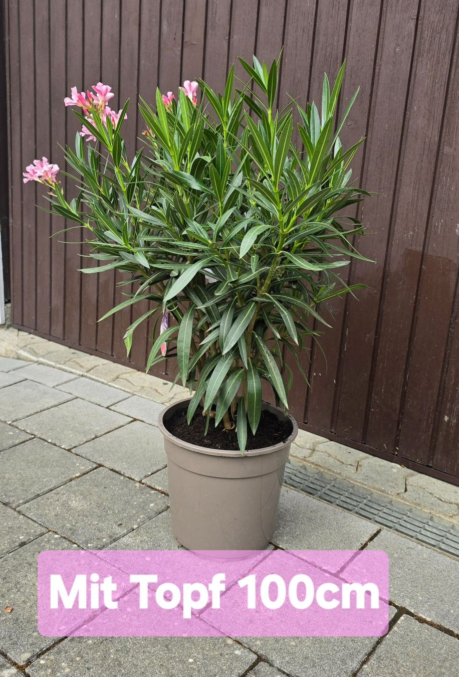 Plantes & graines: Oleander Tricolor – D'occasion à Aarburg par popkorn65