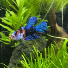 Profile image of Cherylius
