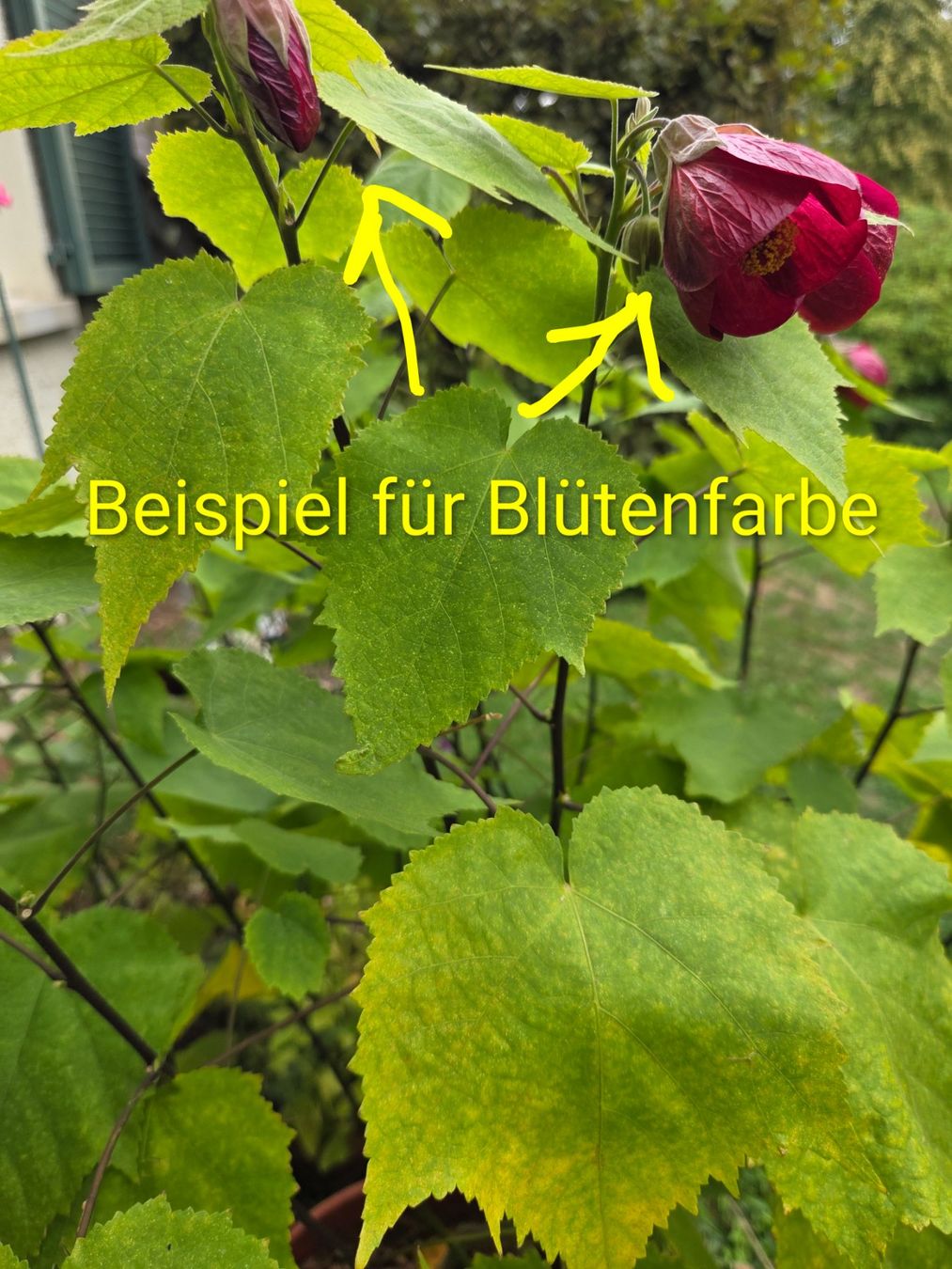 Pflanzen & Samen: Abutilon / Schönmalve – Neu (gemäss Beschreibung) aus Aarau von Allerlei1978 1