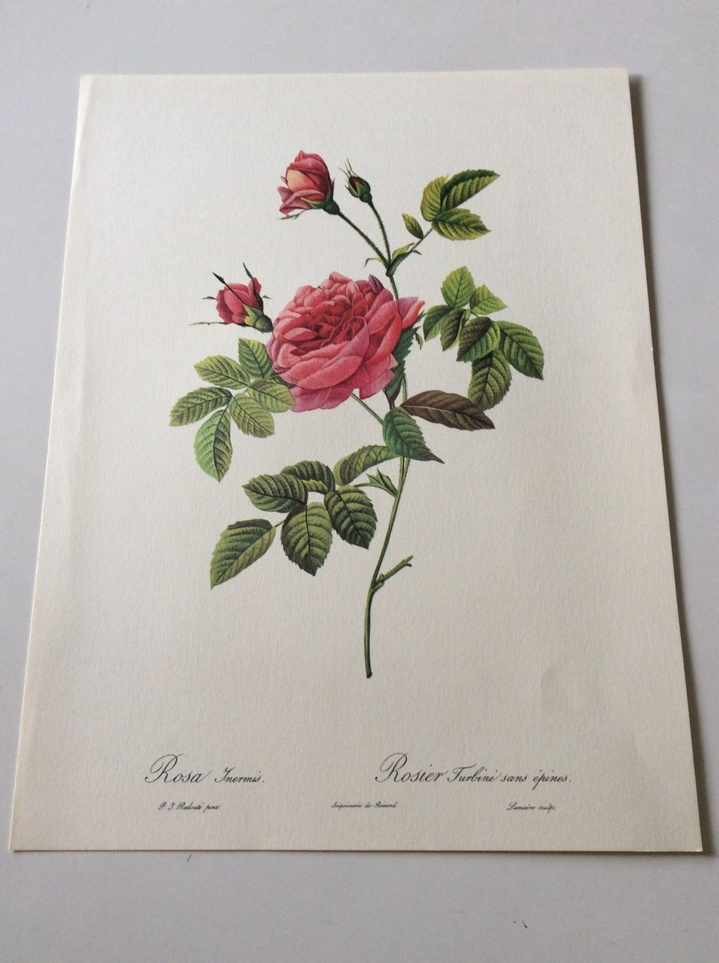 Grafica & Litografie: Illustration PJ Redouté – Usato da Genève venduto da edelweiss1900