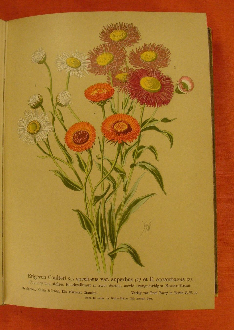 Libri: DIE SCHÖNSTEN STAUDEN, 48 BLUMENTAFELN – Usato da Grüningen venduto da Kartensammler 6