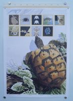Schulwandbild Schildkröte Ant. Pitteloud AKTION 10.-