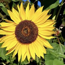 Profile image of sunflower2302
