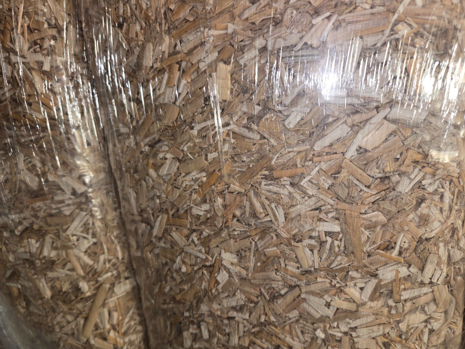 Piante & sementi: Miscanthus, Elefantengras, Chinaschilf – Nuovo e nell'imballaggio originale da Malters venduto da Sergiorubini 1