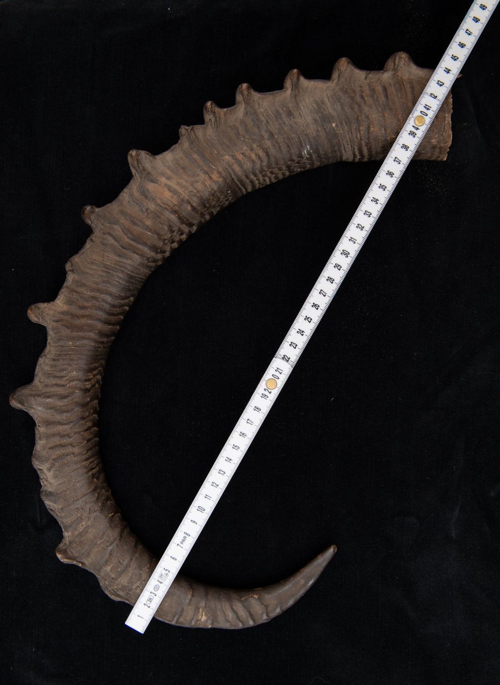 Welt der Tiere: Steinbock / Ibex Horn, alt und schön – Gebraucht aus Bern von