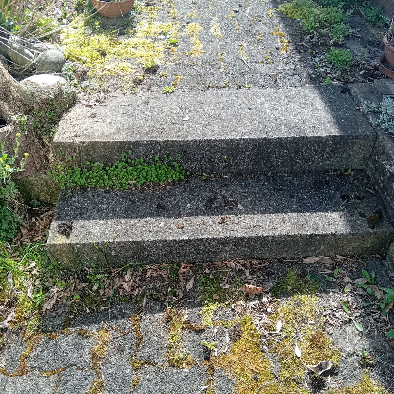 Blumentöpfe: Blumentopf,      in Fehraltorf, alle muss weg – Gebraucht aus Zürich von chulrich 2