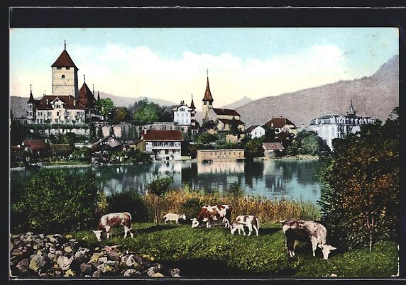 Cartoline postali: Spiez am Thunersee, Teilansicht mit Küh – Usato da Berlin venduto da bartko-reher