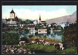 Spiez am Thunersee, Teilansicht mit Küh