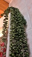 Jolie plante artificielle "collier de perles" décorative🌿