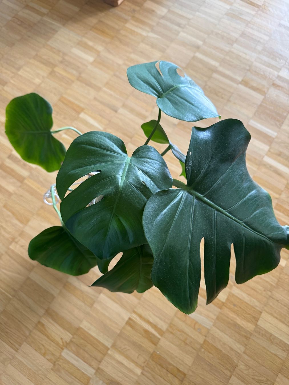 Piante & sementi: Monstera 7 Blätter – Usato da Köniz venduto da Subway78