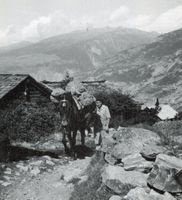 Bürchen  VS   -  Maultier - Transport und Mauracker-Kapelle