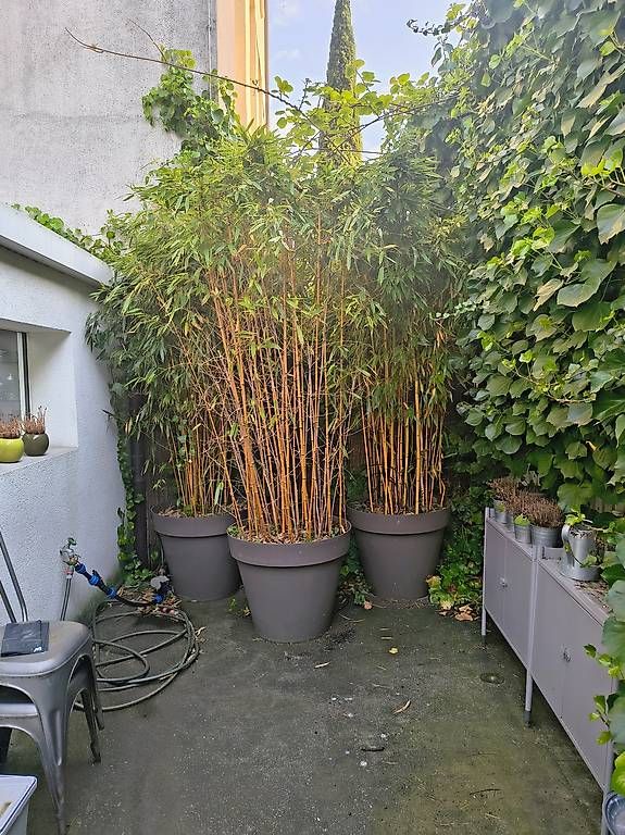 Piante & sementi: Plantes de jardin avec pot – Usato da Clarens venduto da m.cabin