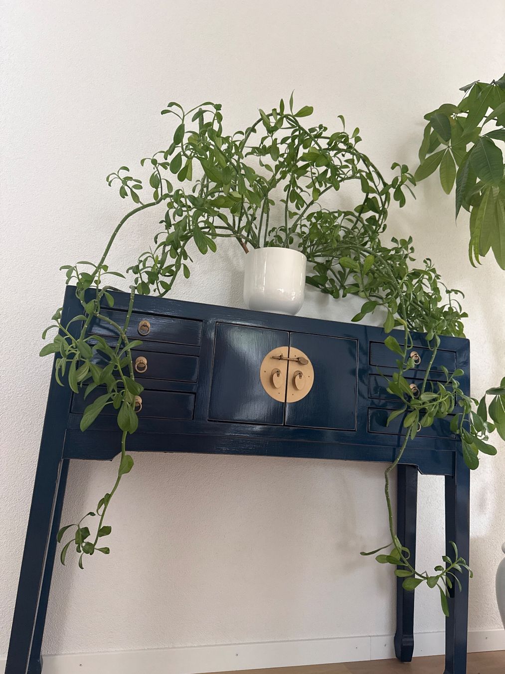 Plantes & graines: 2 Grosse Pflanzen mit Töpfen Inkl. – D'occasion à Bern par Imush 2