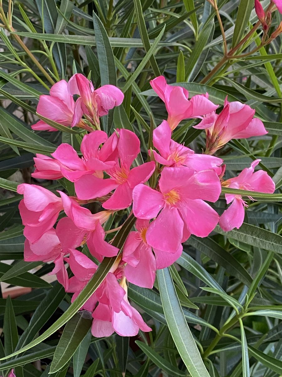 Piante & sementi: Oleander pink-rosa, Höhe 165 cm – Nuovo (secondo la descrizione) da Alchenflüh venduto da smart- 3