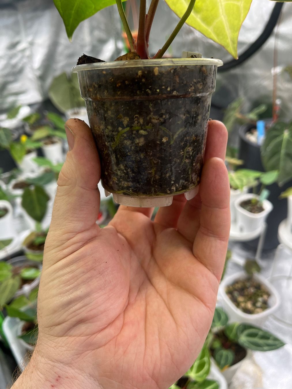 Piante & sementi: Anthurium Crystallinum-Mix – Nuovo e nell'imballaggio originale da Gelterkinden venduto da pflanz_doch_was 2