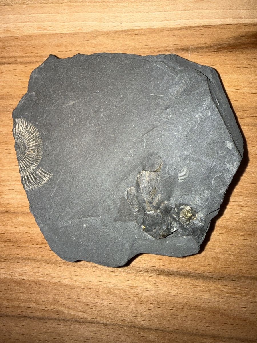 Fossili: Versteinerung pyritisirter Ammonit – Usato da Grenchen venduto da Bastet007 2