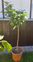 Orangenbaum mit Früchten