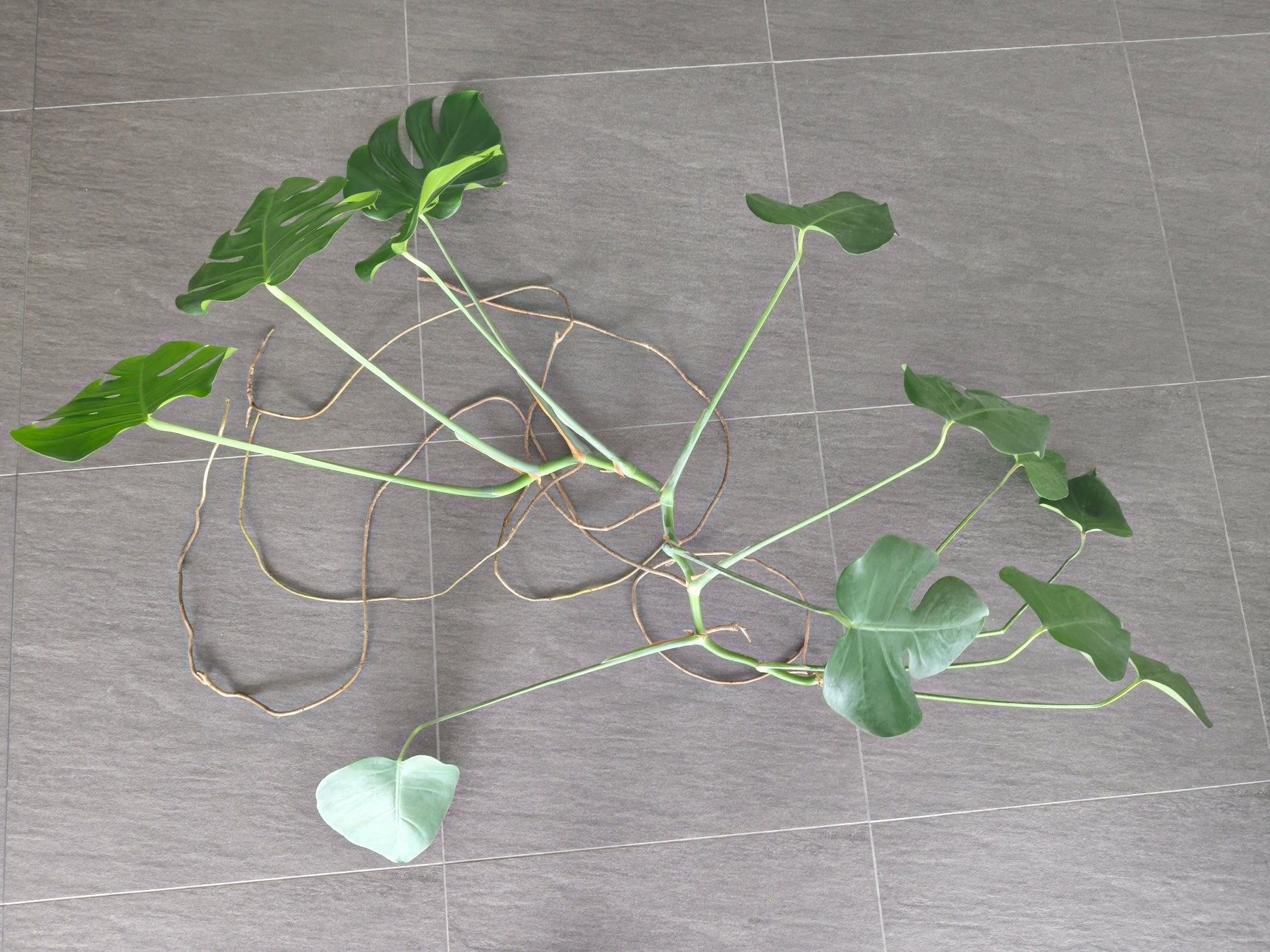 Piante & sementi: 2x Monstera deliciosa Ableger mit Luftwurzeln – Nuovo (secondo la descrizione) da Jegenstorf venduto da Juchlistock 3