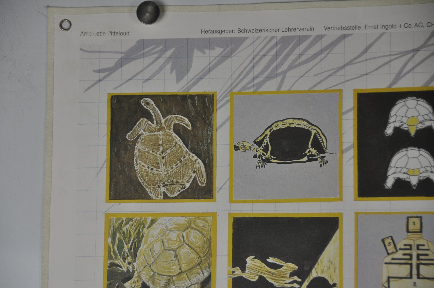 Poster & Bilder: Schulwandbild "Schildkröte" Ant. Pitteloud – Gebraucht aus Härkingen von sammelbecken 3