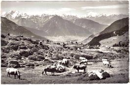 Viehweide auf der schönen BETTMERALP (im Sommer) ca. 1965 VS