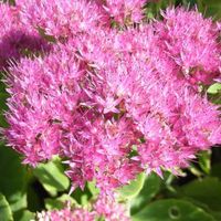 Sedum Fette Henne CARMEN - Jungpflanze