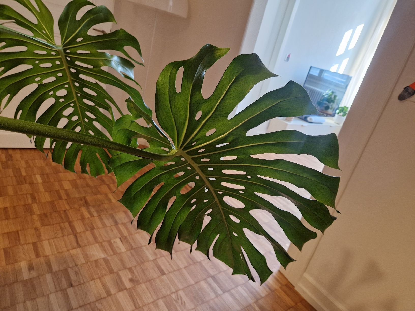 Pflanzen & Samen: Monstera Deliciosa Pflanze Large Form – Gebraucht aus Basel von Musawida 3