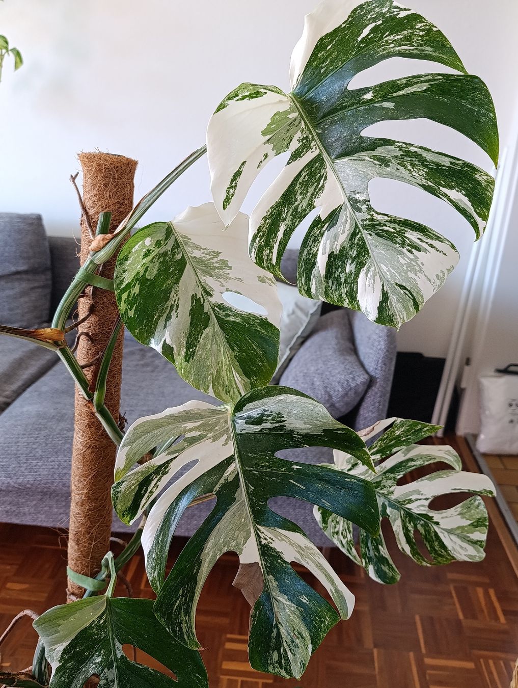 Piante & sementi: Grosse Monstera Deliciosa Variegata – Usato da Baar venduto da L.isa28 2