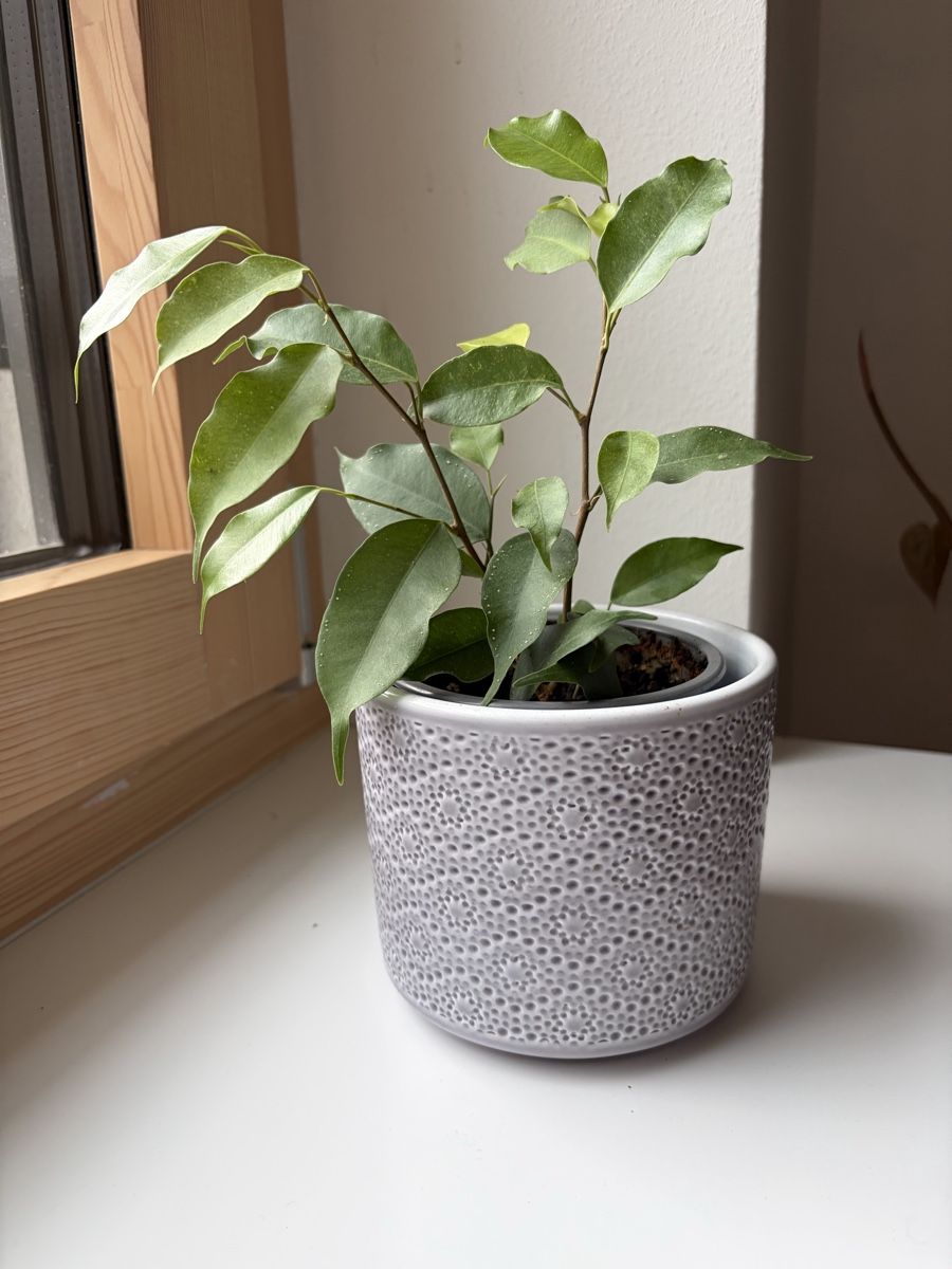 Pflanzen & Samen: Ficus mit Übertopf – Neu (gemäss Beschreibung) aus Basel von rkr_77kc 1