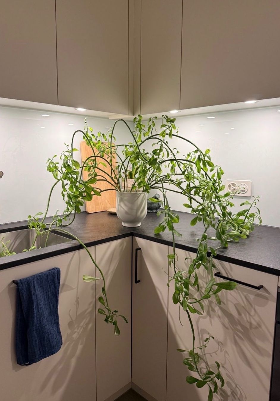 Pflanzen & Samen: Grosse Pflanze mit Topf – Gebraucht aus Bern von Imush