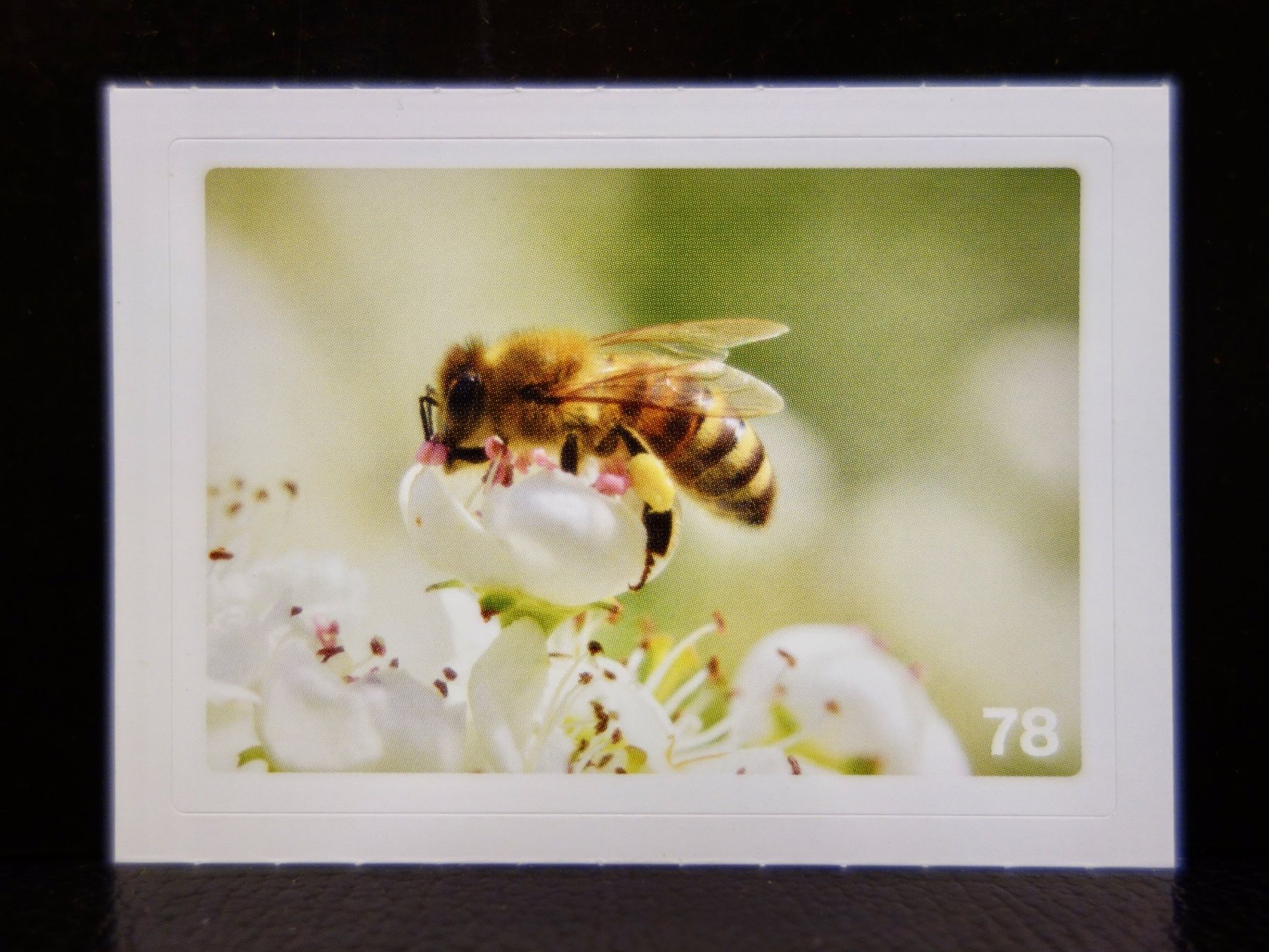 Migros Sammelbilder & Trading cards: MIGROS MANIA Nature Detectives Nr. 78 – Gebraucht aus Kerzers von djstarsky73
