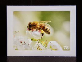 MIGROS MANIA Nature Detectives Nr. 78
