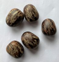 5 graines d'hévéa / Samen Gummibaumholz