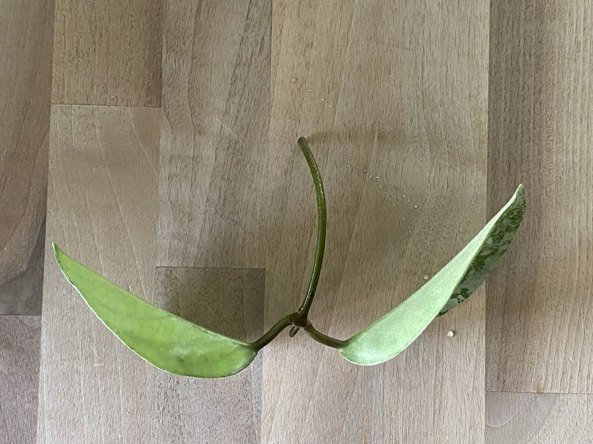 Plantes & graines: Ableger Hoya Nova Ghost – Neuf (Voir description) à Alchenflüh par smart- 2
