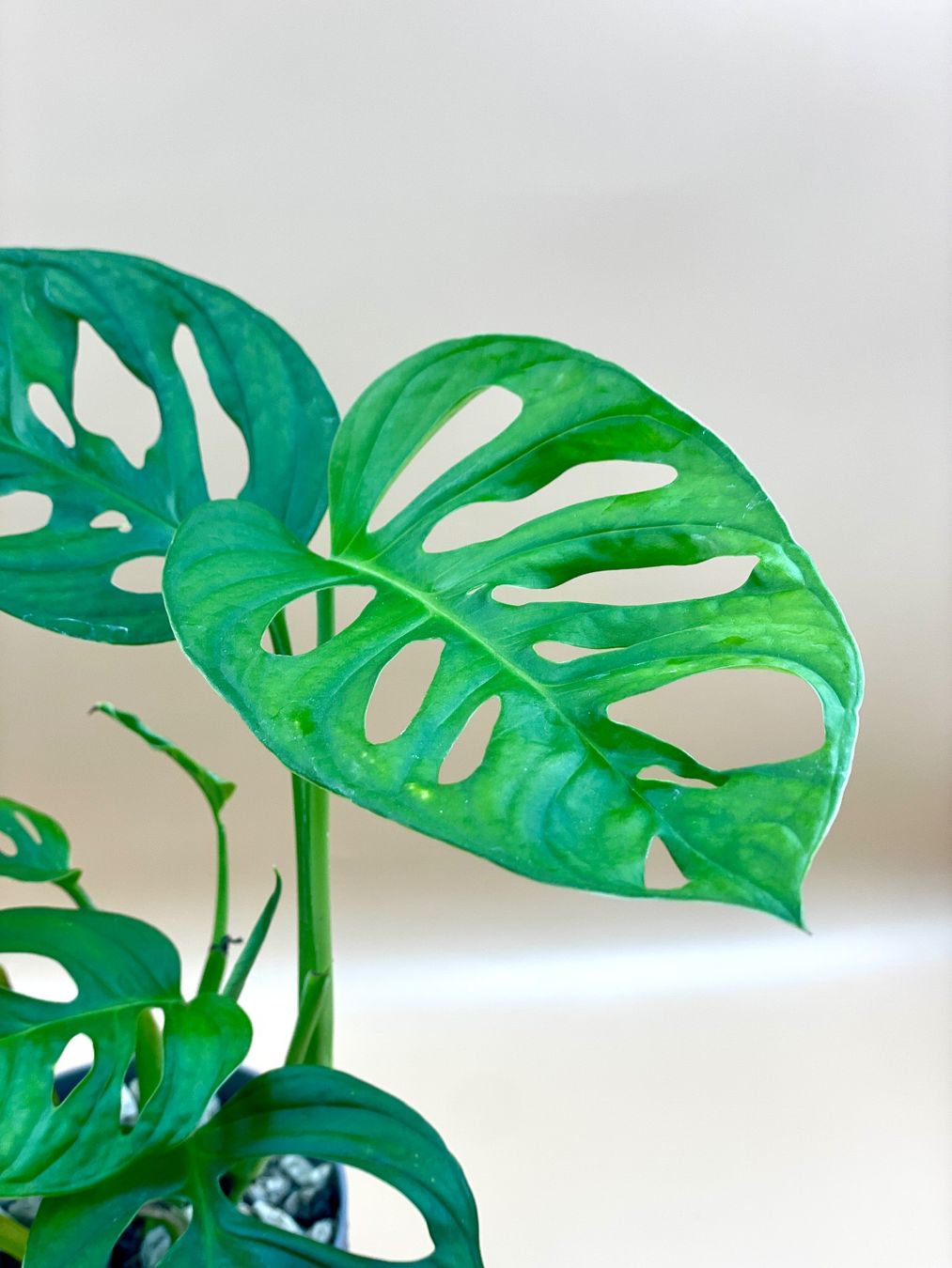 Piante & sementi: Monstera Monkey Leaf im Selbstbewässerungstopf – Nuovo (secondo la descrizione) da Zürich venduto da Leafscape 1