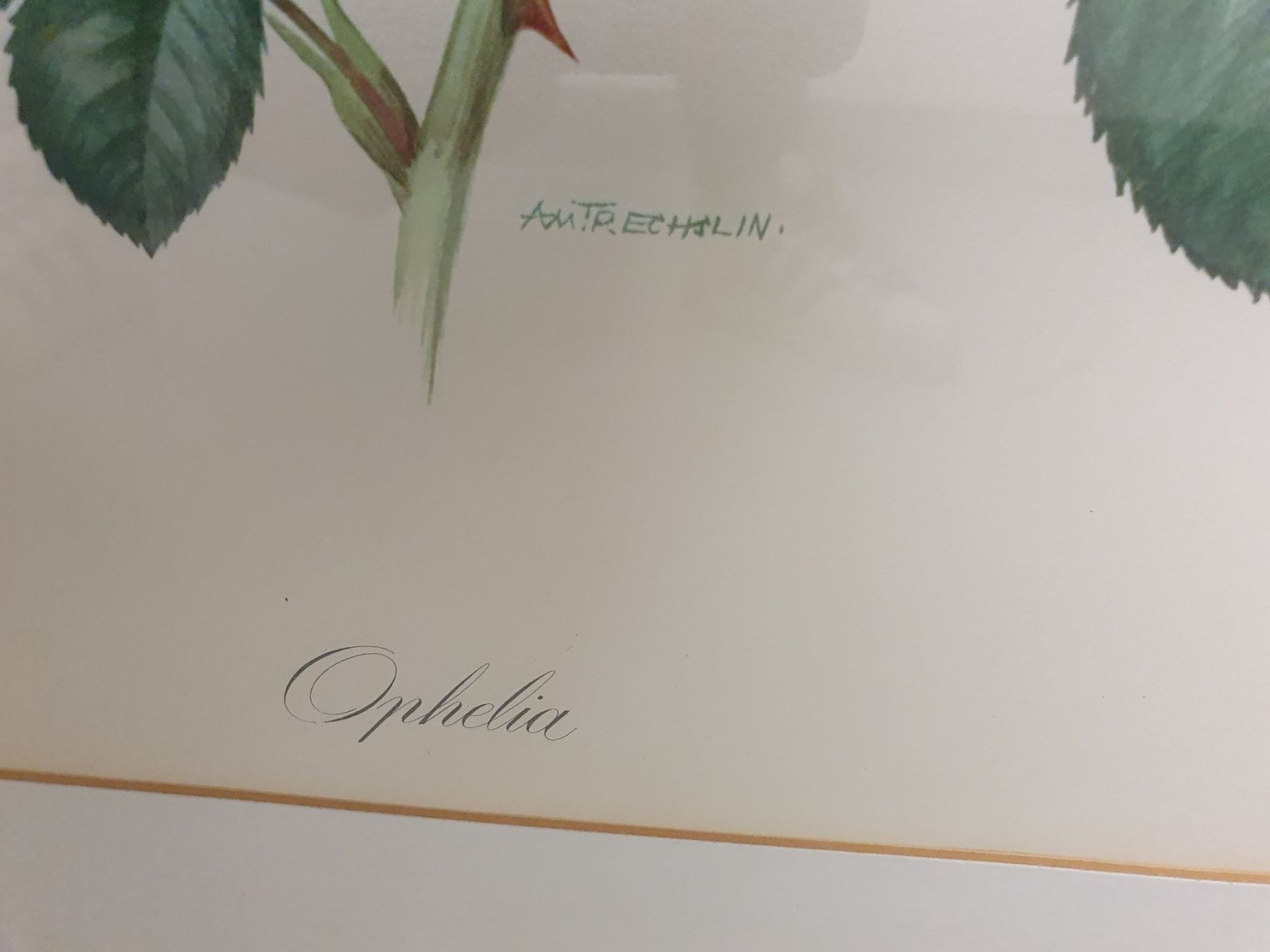 Grafiken & Lithographien: Bild mit Rose, signiert in Goldrahmen – Gebraucht aus Thalwil von meinverkauf 3