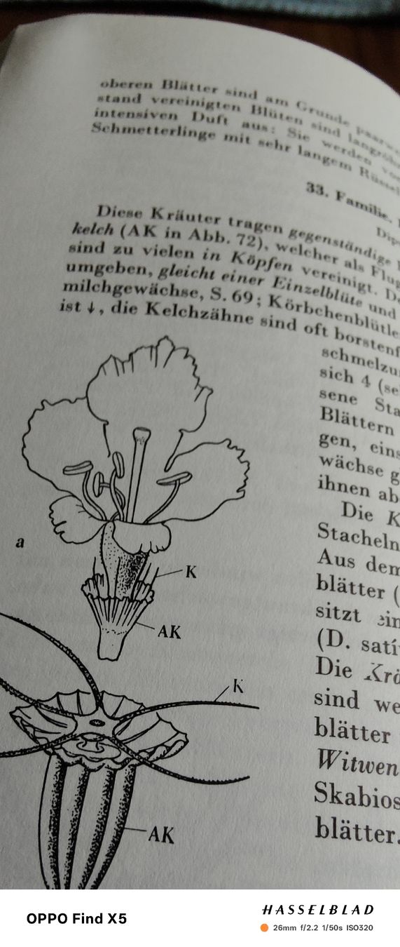 Libri: Pflanzenkunde – Usato da Volken venduto da katz5 1