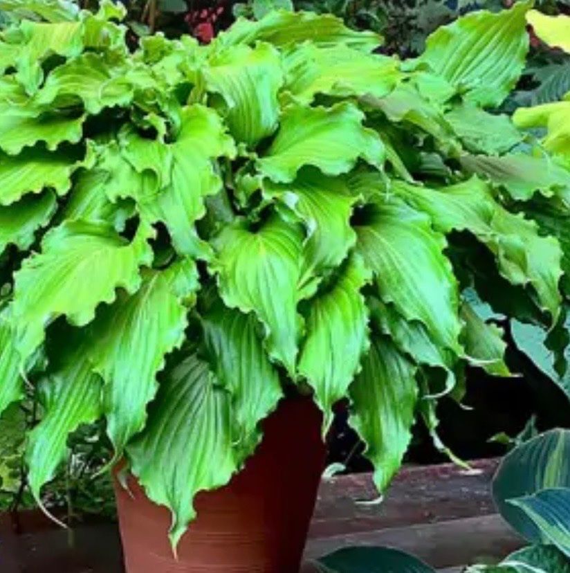 Piante & sementi: Hosta Unruly Child – Usato da Lajoux JU venduto da Briard0 2