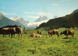 ENGELBERG Gerschnialp - Kühe