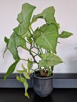 Syngonium podophyllum 'White Butterfly' with a pot.