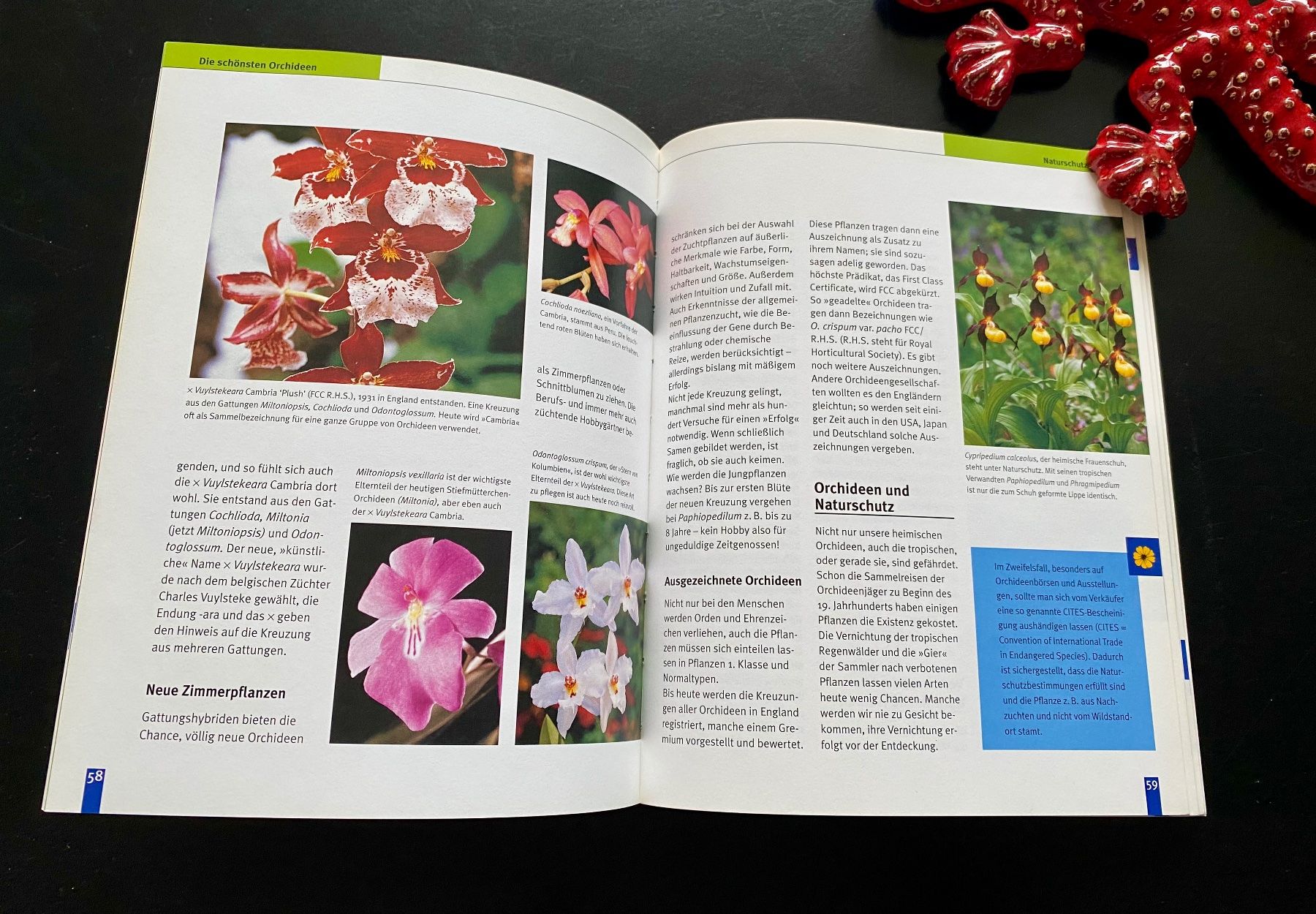 Bücher: ORCHIDEEN / Jörn Pinske – Gebraucht aus Nussbaumen AG von schuba2000 5