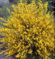 50 SAMEN GRAINES SEMI‪‪ CYTISUS LUNAGOLD OUTDOOR PFLANZE
