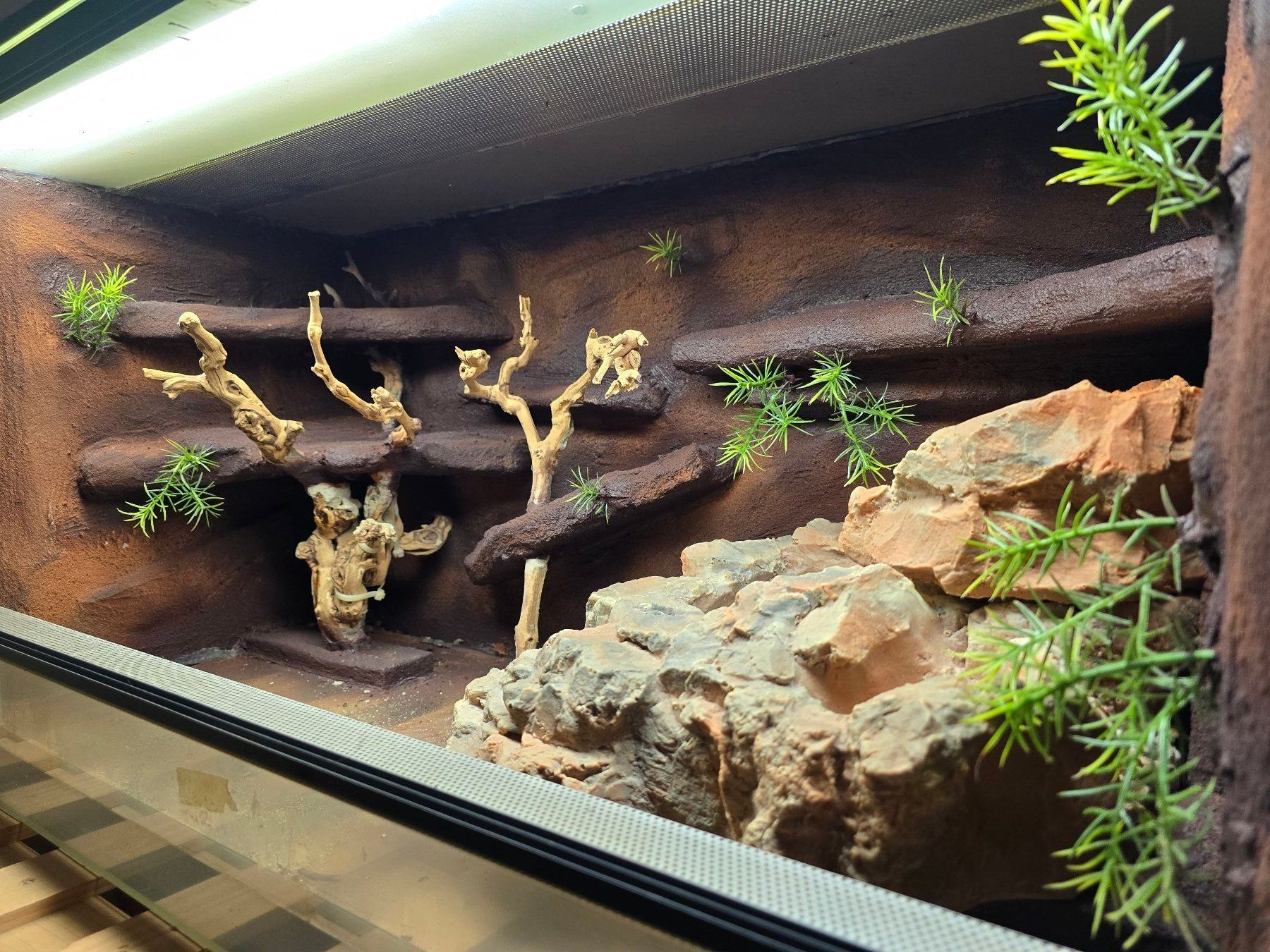 Terrarium: Terrarium – Neu (gemäss Beschreibung) aus Bülach von Resch07 1