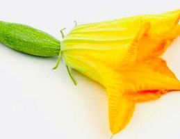 Zucchini multi Blume XL 10 Samen