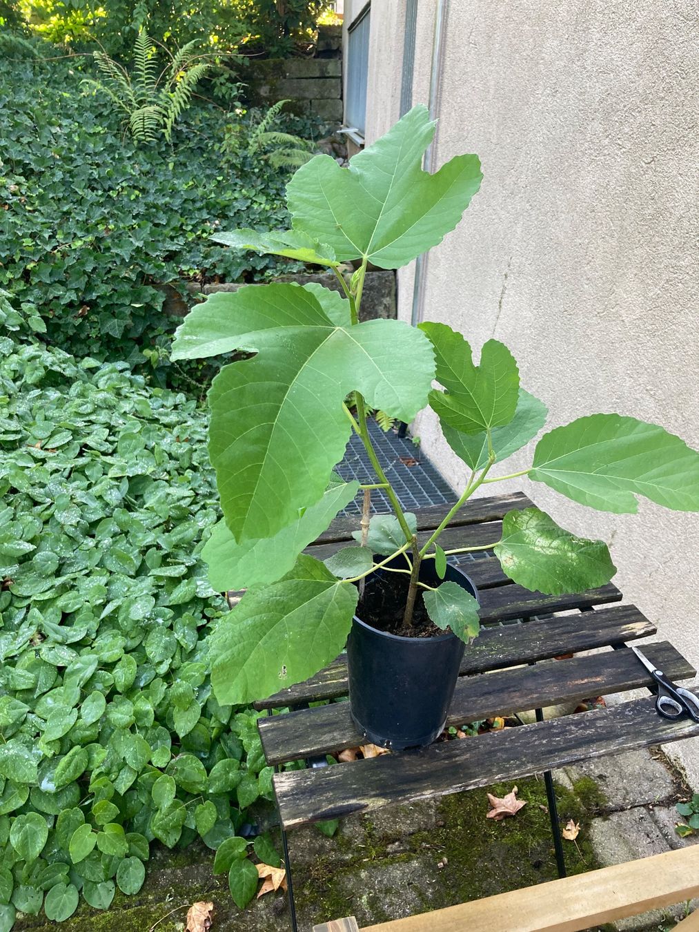 Piante & sementi: Feige Purple Jordan - junger Baum im Topf – Usato da Zürich venduto da aur_ydw6 1