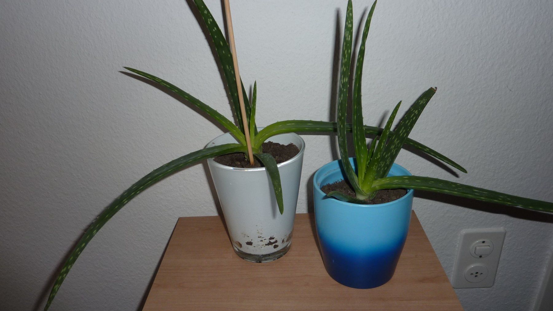 Plantes & graines: 2 aloe vera pflanzen – Neuf (Voir description) à Füllinsdorf par pmarkus