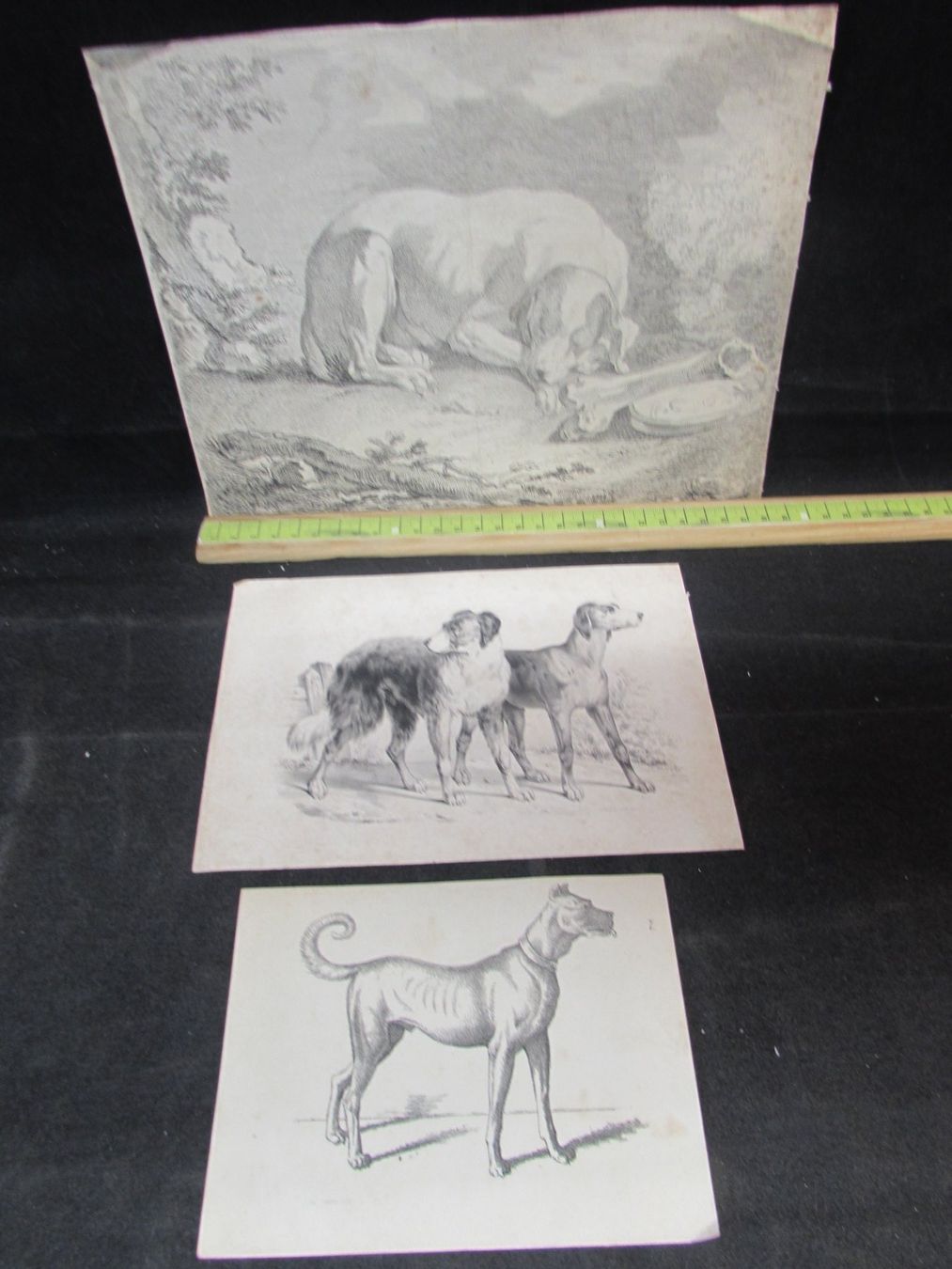 Stiche: 3 antike Hunde, 19.Jh. – Gebraucht aus Walchwil von Shells1 3
