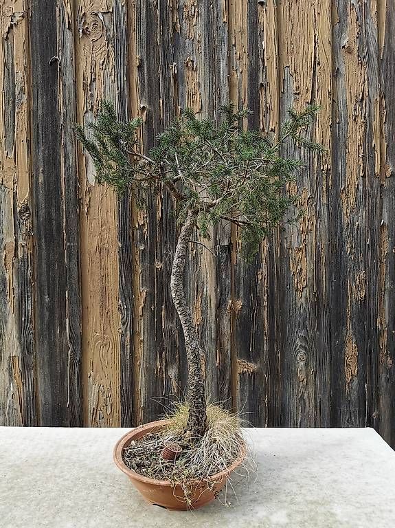 Piante & sementi: Bonsai Yamadori – Usato da Däniken SO venduto da Shark770